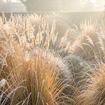 Massif de miscanthus et de panic érigé aux chaumes dorés couverts de givre dans un jardin français naturel, éclairé par une douce lumière matinale.