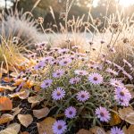 Massif d’automne naturel composé d’asters violets et de gauras aux tiges sèches, avec un feuillage doré au sol après une légère gelée matinale.